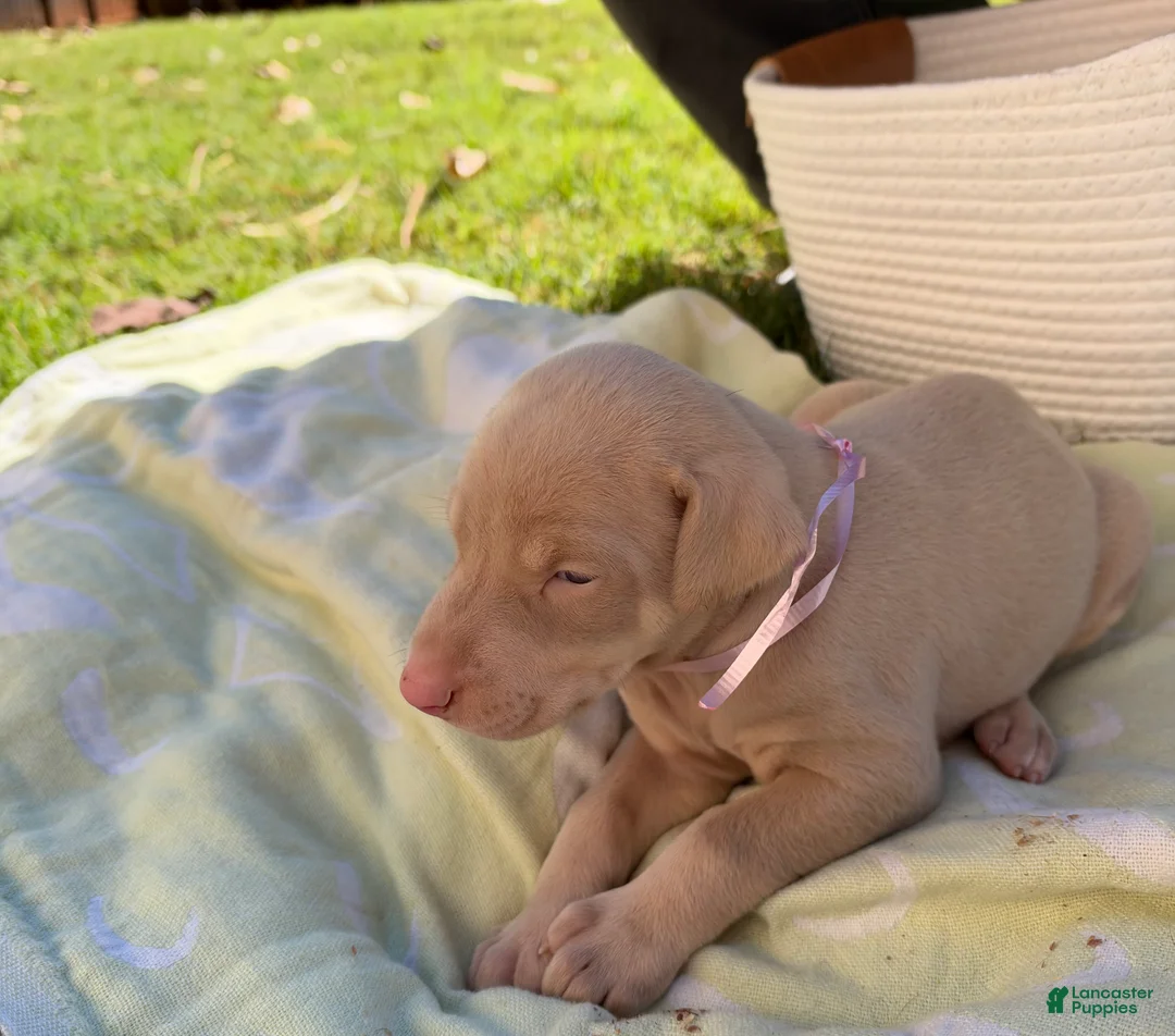 Doberman Pinscher dogs for sale: Doberman Pinscher 8 - Ad 1