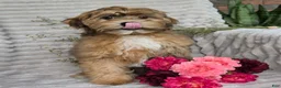 Shihpoo dogs for sale: Mayson - Ad 4
