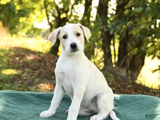 Mixed Breed dogs - Ad 1