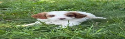 Cavapoo dogs for sale: Casper  - Ad 18