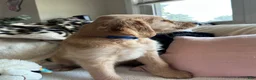 Mixed Breed dogs for sale: Wooli - Ad 2