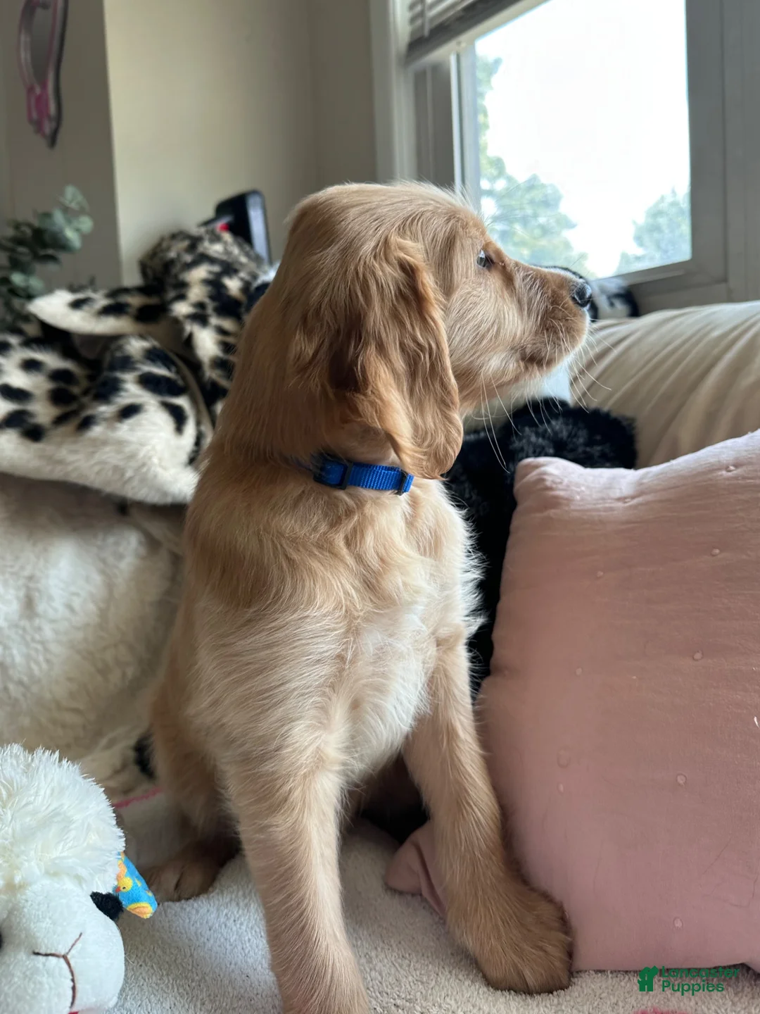 Mixed Breed dogs for sale: Wooli - Ad 2