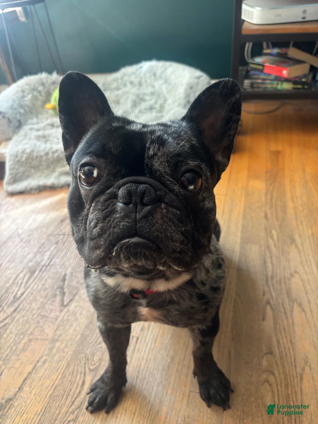 French Bulldog dogs for stud: Diesel - Ad 2