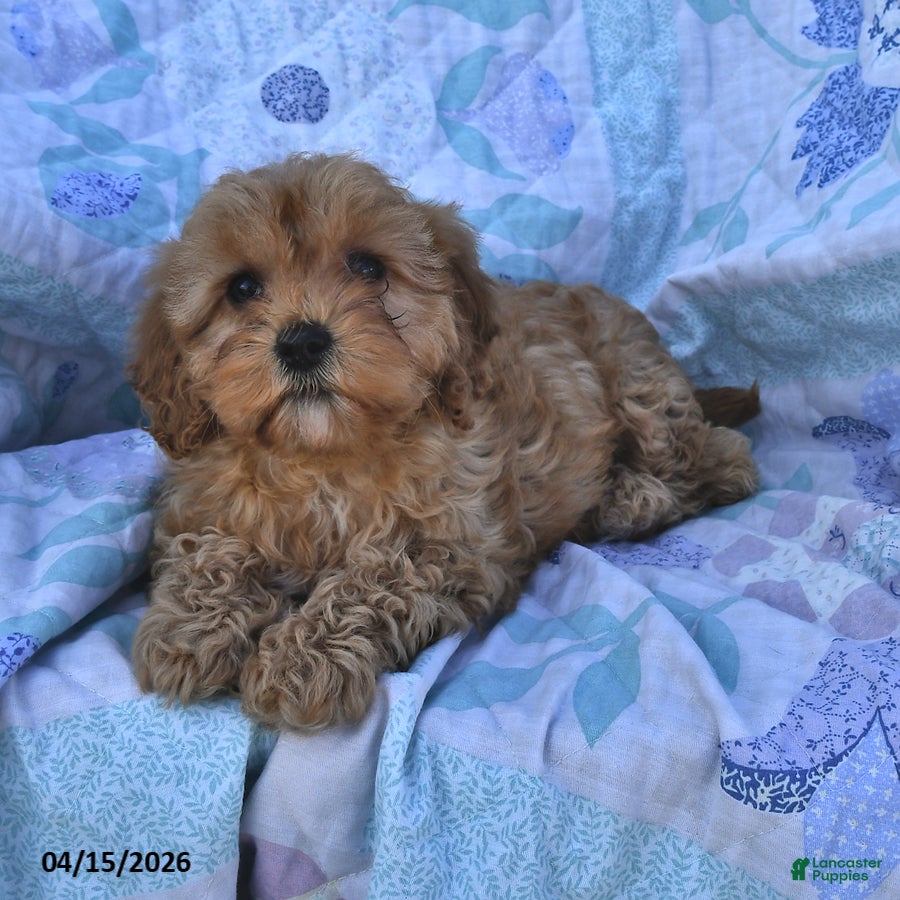 Cavapoo dogs Polly - Ad 1