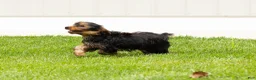 Yorkshire Terrier dogs for sale: Myran  - Ad 7