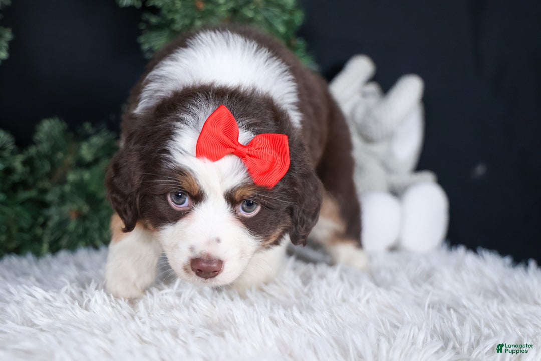 Miniature Australian Shepherd dogs for sale: SALLY - Ad 6