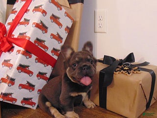 French Bulldog dogs Thor - Ad 42