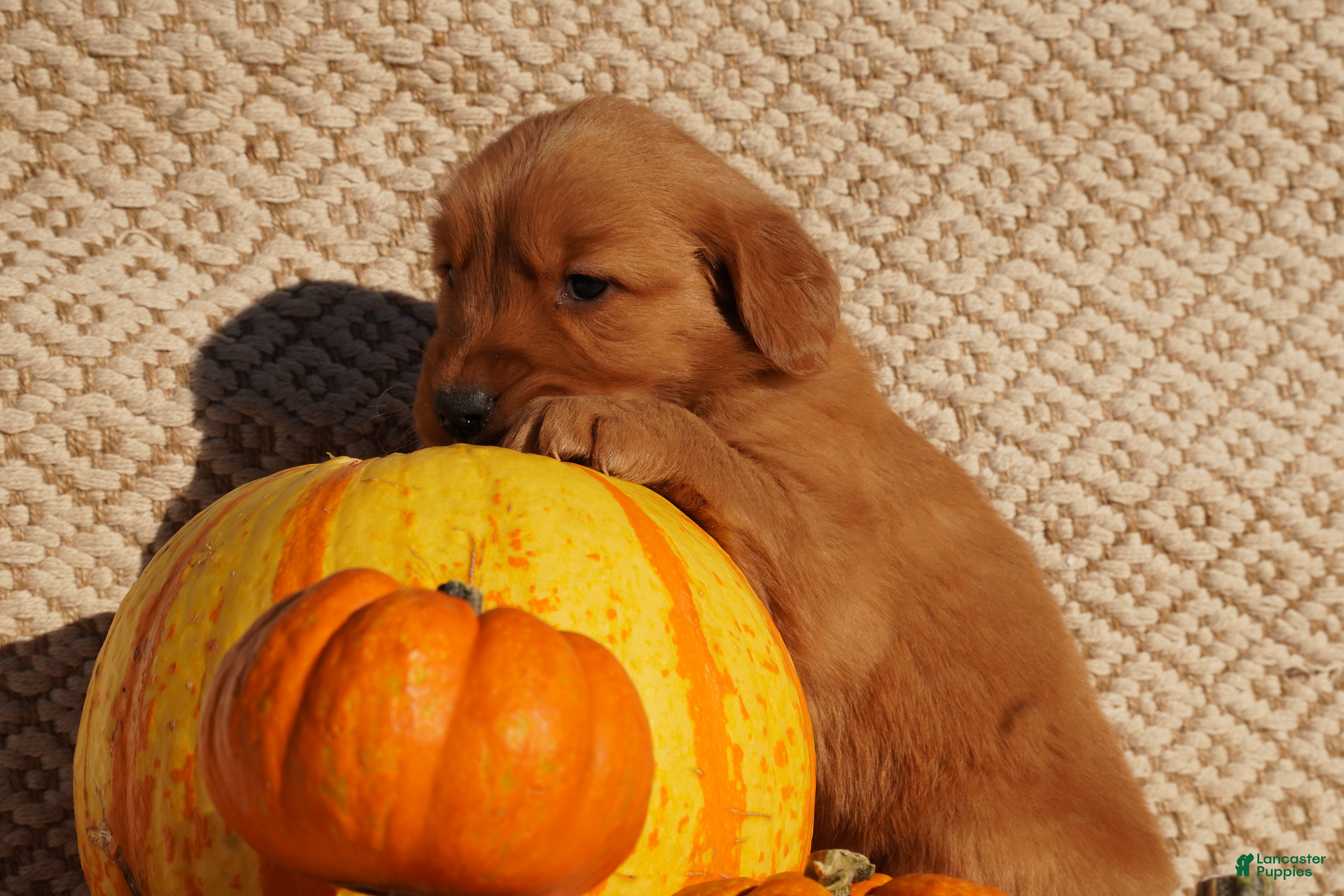 Golden Retriever dogs for sale: Max - AKC, Genetically Clear - Ad 2