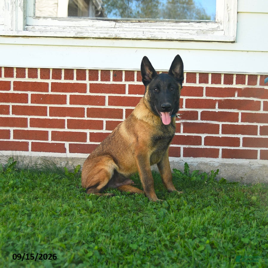 Belgian Malinois dogs Pringles - Ad 1