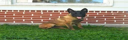 Belgian Malinois dogs for sale: Pringles - Ad 1