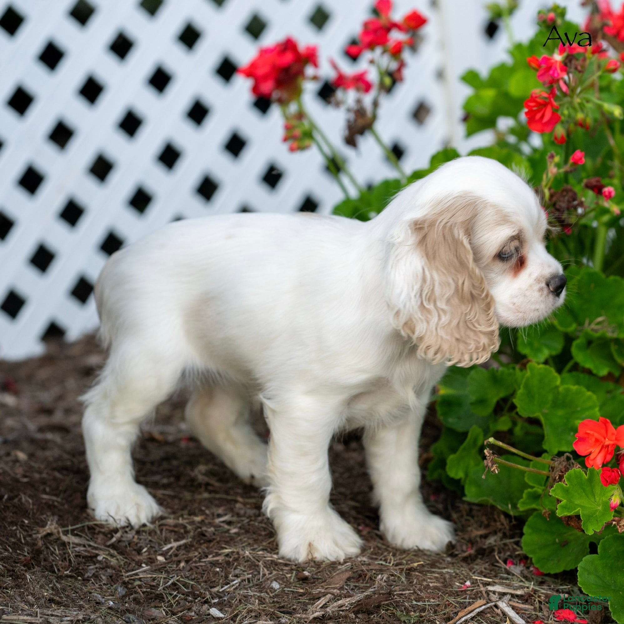 Cocker Spaniel dogs Ava - Ad 2