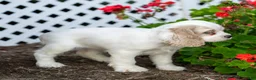 Cocker Spaniel dogs for sale: Ava - Ad 2