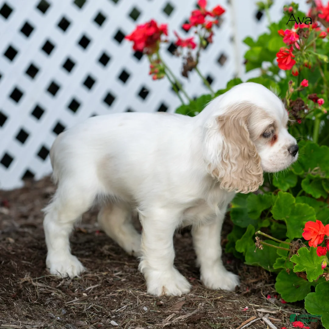 Cocker Spaniel dogs for sale: Ava - Ad 2