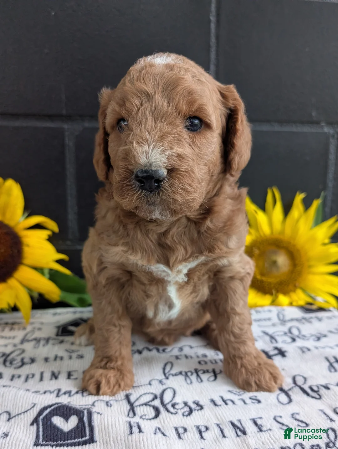 Goldendoodle dogs for sale: Lara  - Ad 1