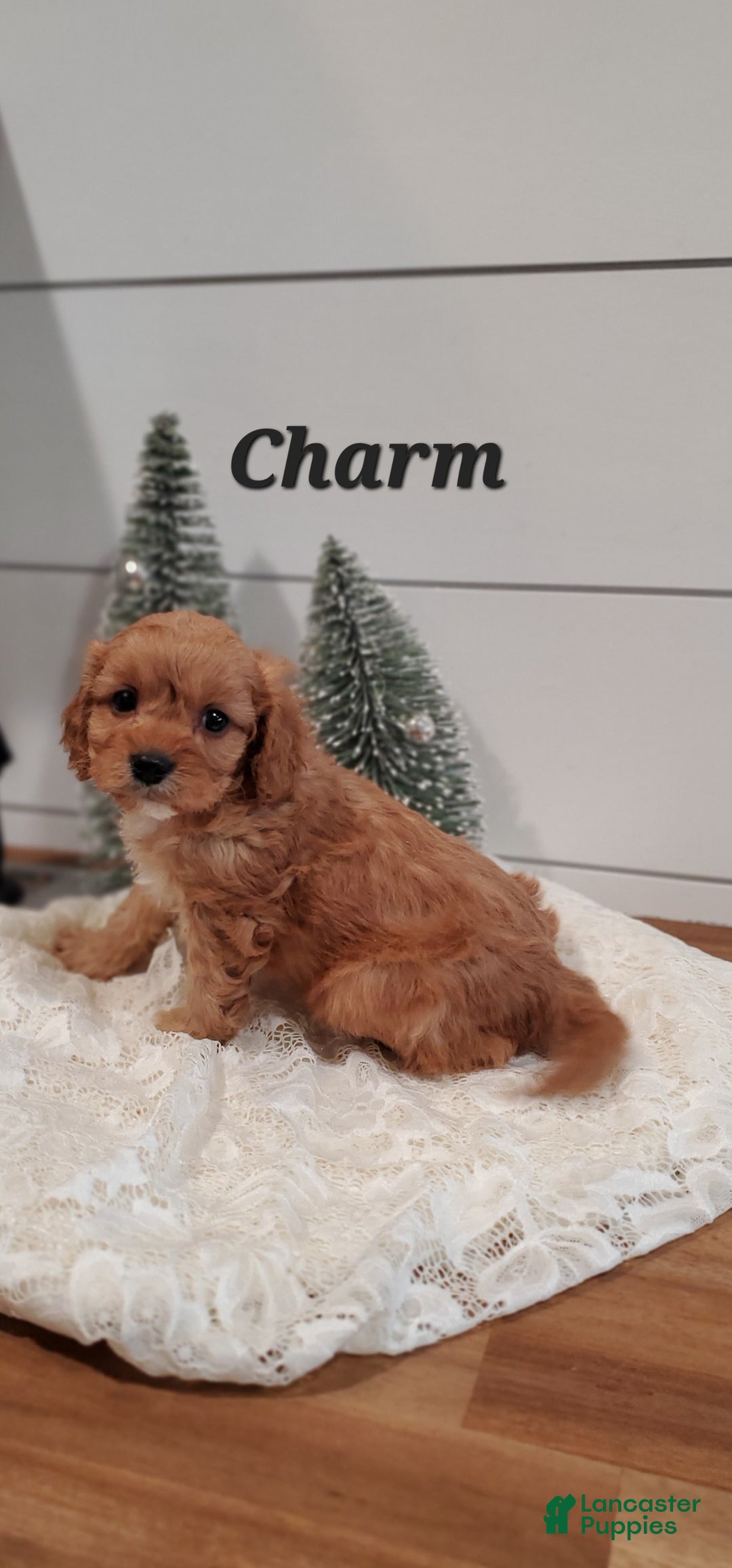 Cavapoo dogs for sale: Charm - Ad 7