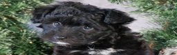 Mini Aussiedoodle dogs for sale: Kit Kat - Ad 12