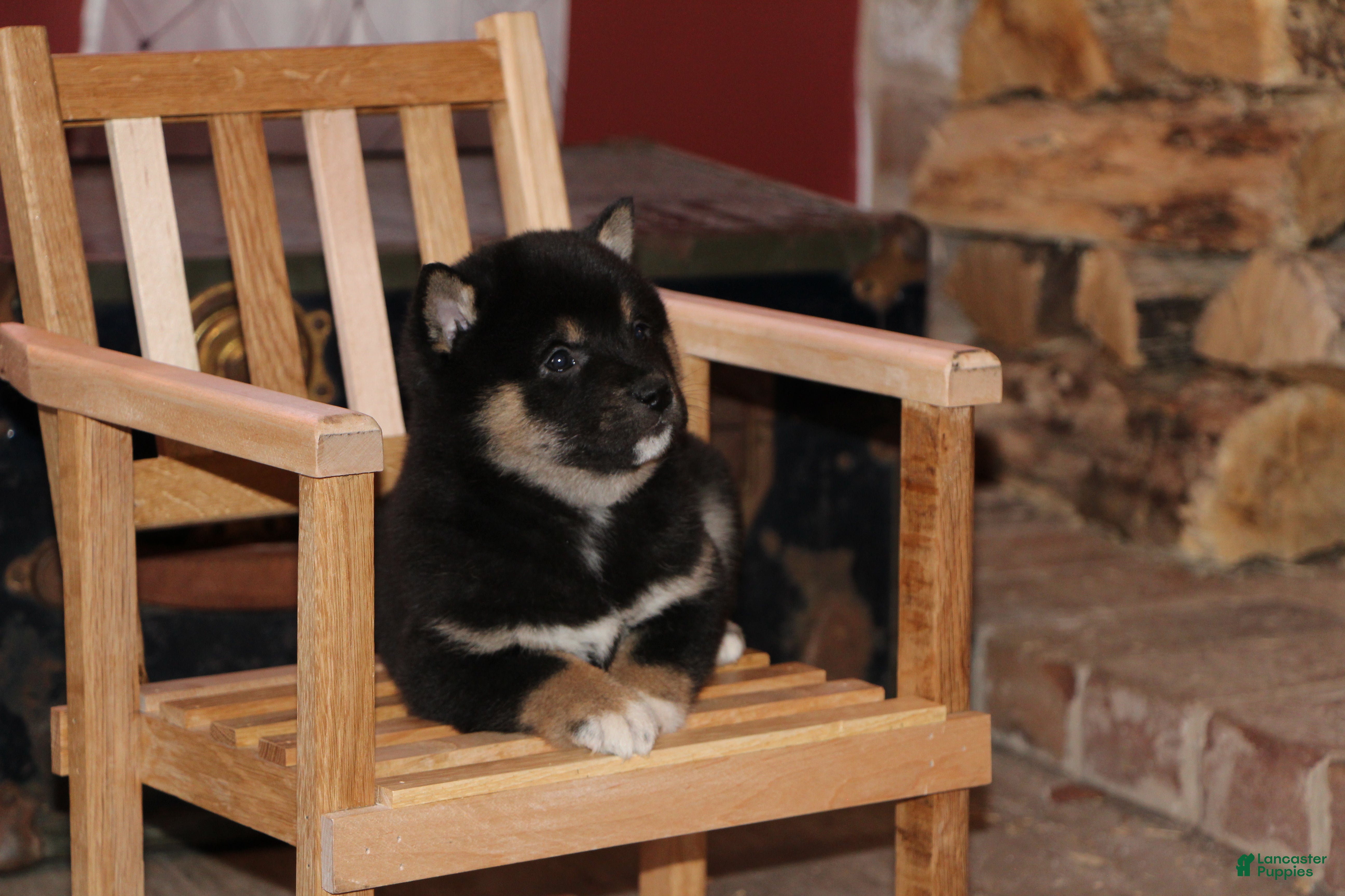 Shiba Inu dogs for sale: Shiba Inu Puppy 1 - Ad 2