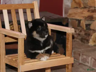 Shiba Inu dogs for sale: Shiba Inu Puppy 1 - Ad 2