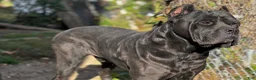 Cane Corso dogs for sale: Cane Corso 1 - Ad 6