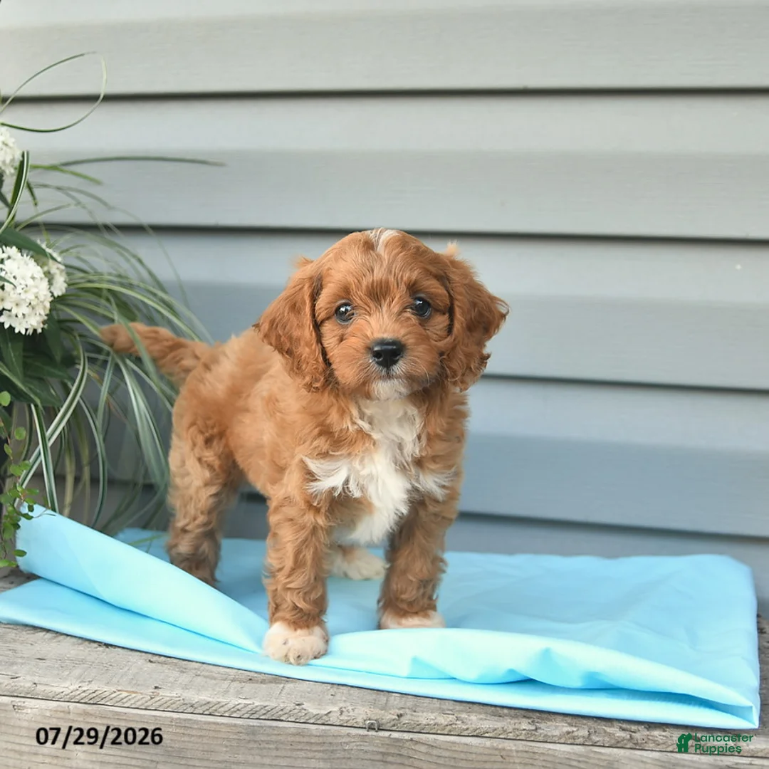 Cavapoo dogs for sale: Archer  - Ad 1