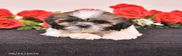 Shih Tzu dogs for sale: Kerry - Ad 5