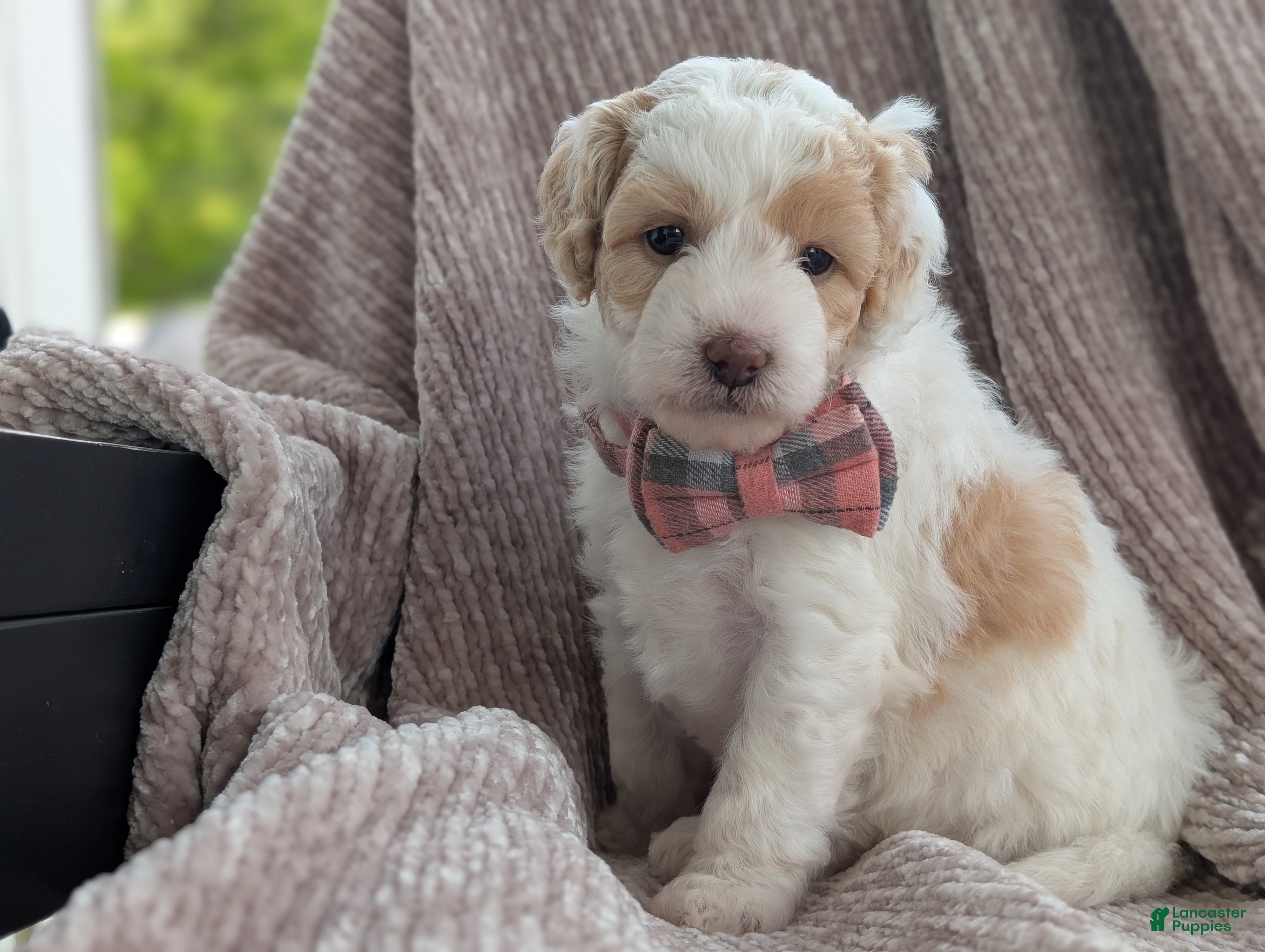 Mini Goldendoodle dogs Princess - Ad 1