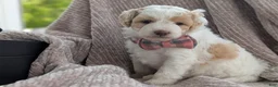 Mini Goldendoodle dogs for sale: Princess - Ad 1