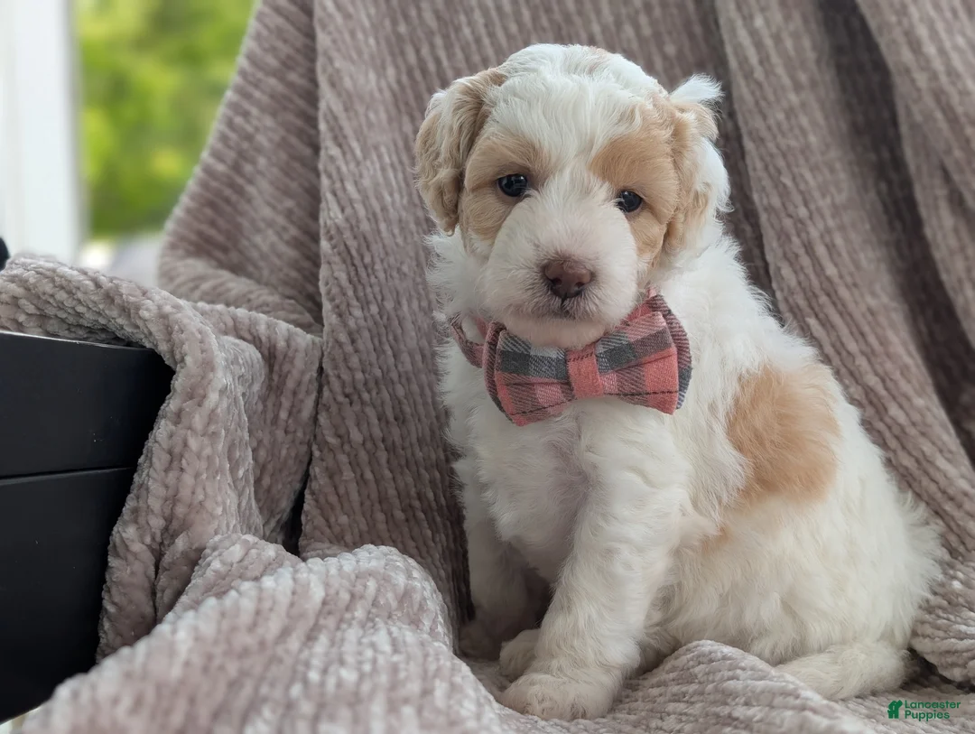 Mini Goldendoodle dogs for sale: Princess - Ad 1