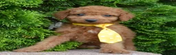 Mini Goldendoodle dogs for sale: Mini Gordon - Ad 14