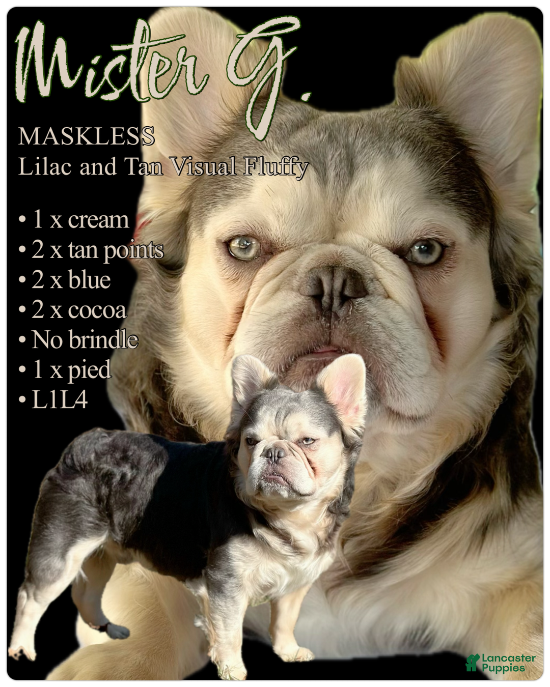 French Bulldog dogs for sale: Kash - Ad 4