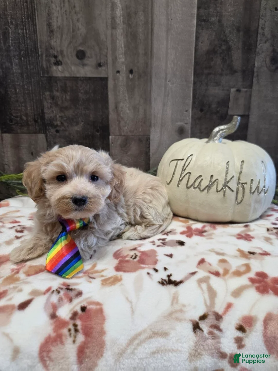 Maltipoo dogs for sale: Mack - Ad 2