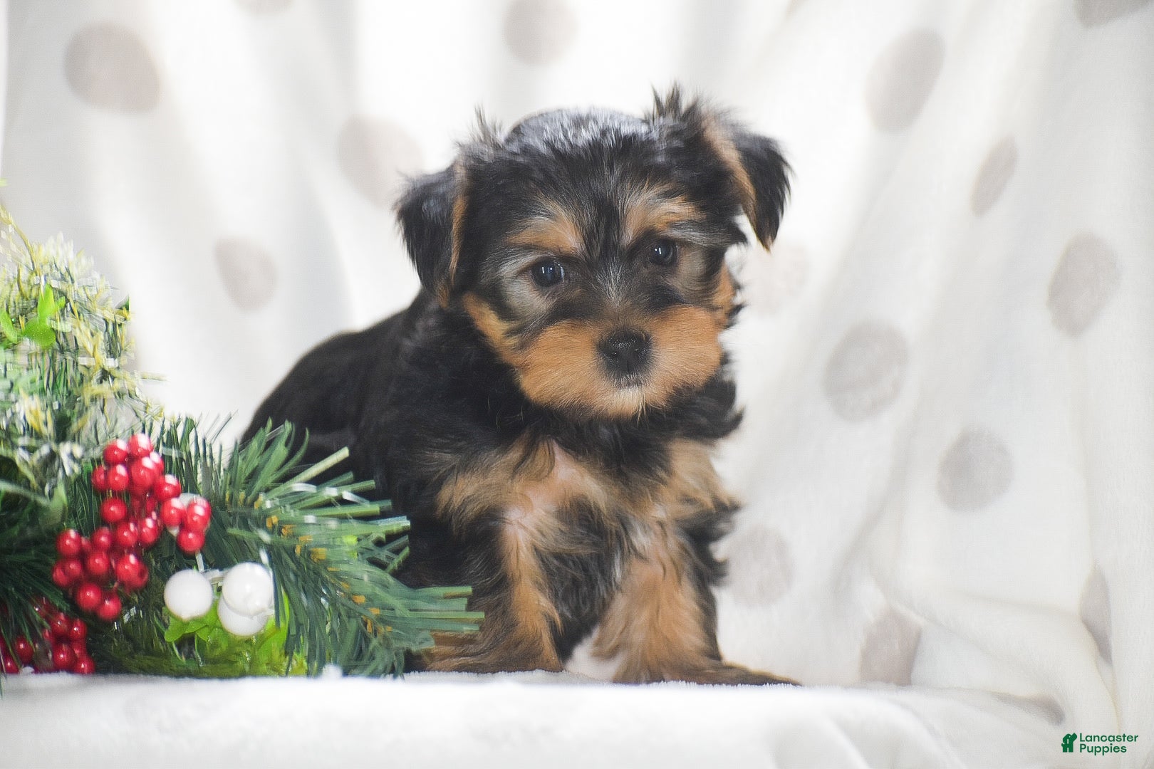 Yorkshire Terrier dogs  Princess - Ad 14