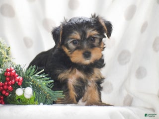 Yorkshire Terrier dogs Princess - Ad 14