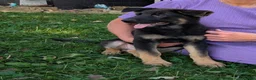 German Shepherd dogs for sale: Mati - Ad 12