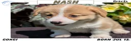 Welsh Corgi Pembroke dogs for sale: Nash - Ad 1