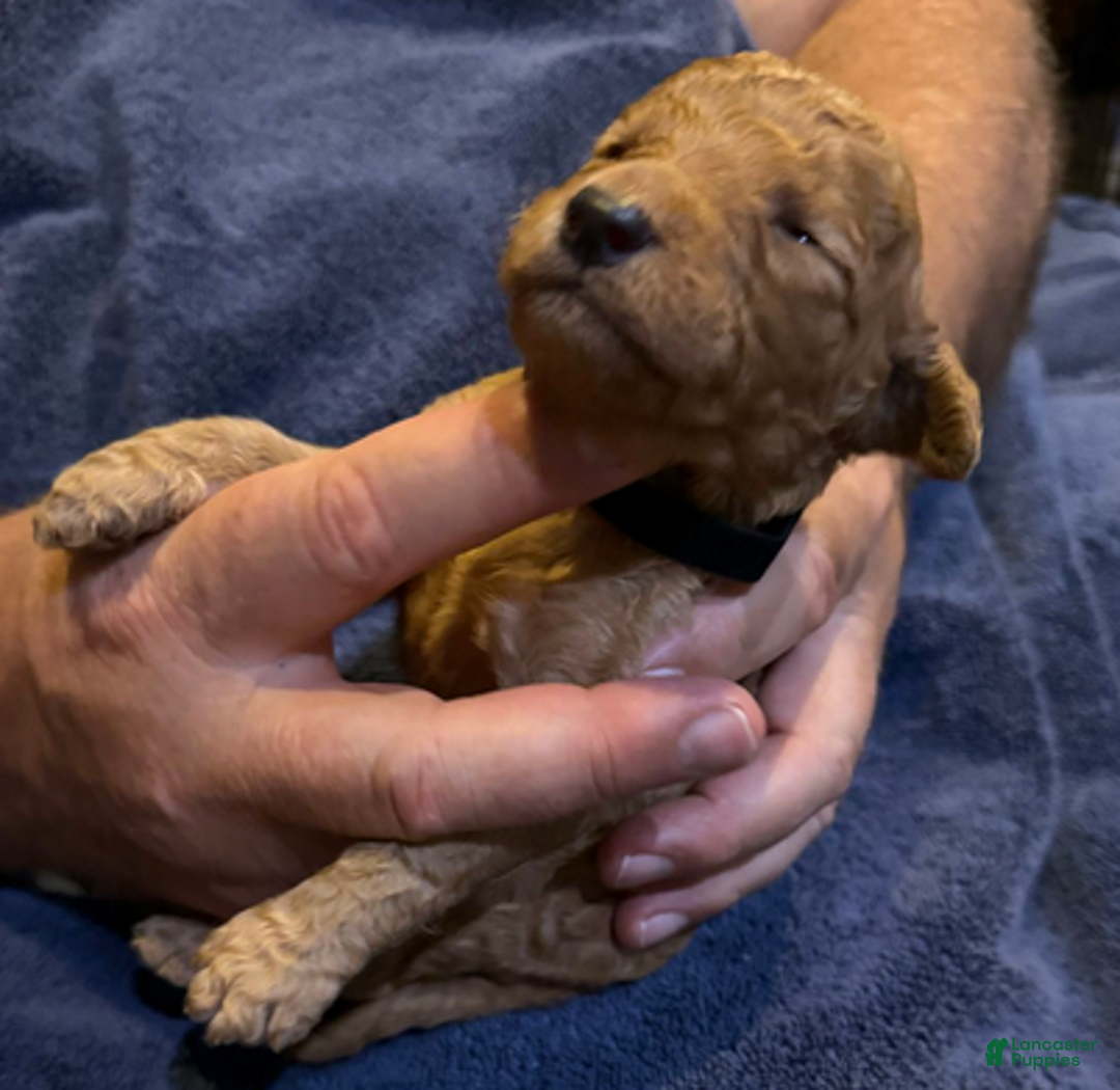 Goldendoodle dogs for sale: H25 Male Brown Collar - Ad 5