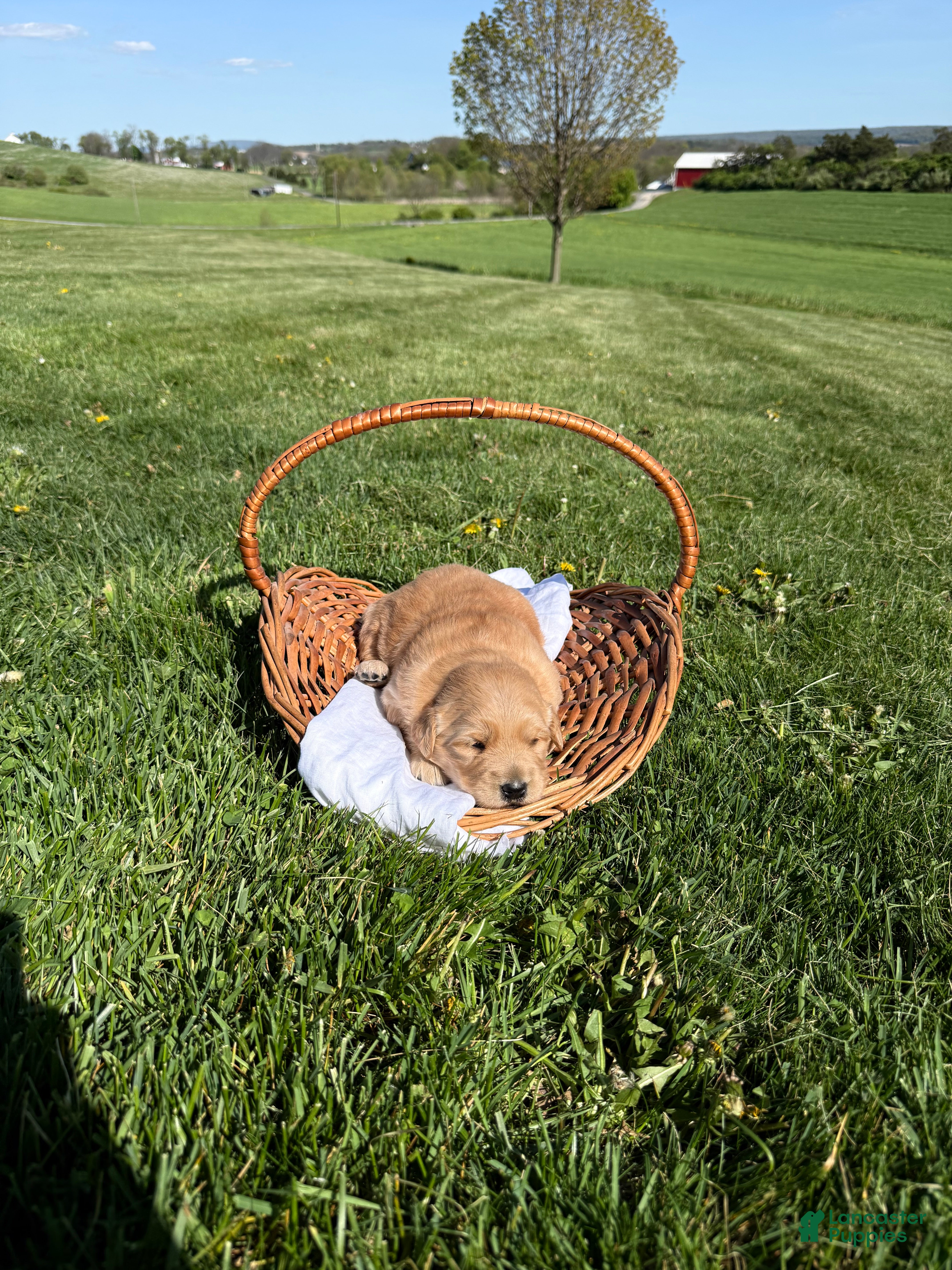 Golden Shepherd dogs Harper - Ad 1