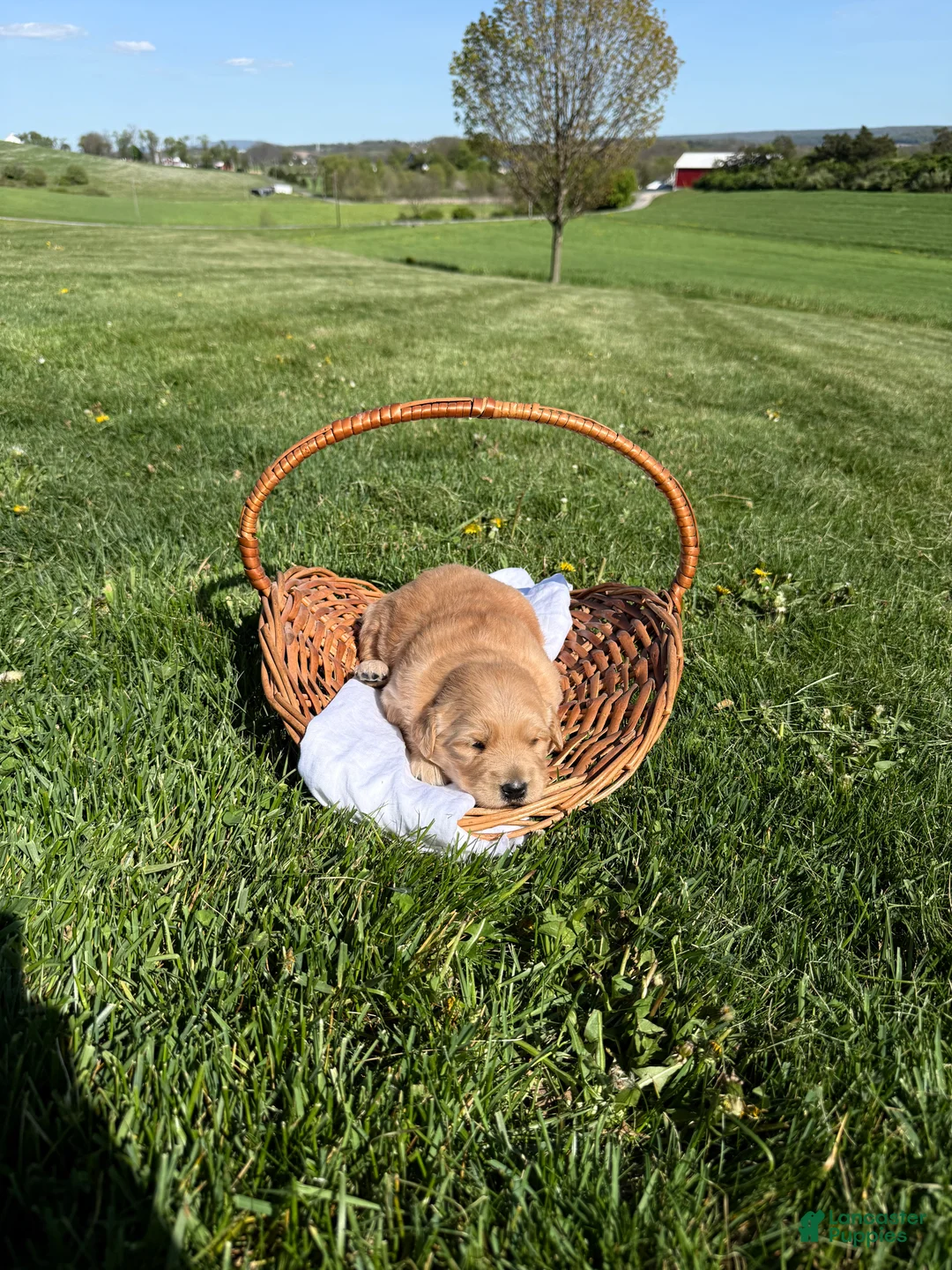 Golden Shepherd dogs for sale: Harper - Ad 1