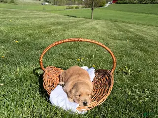 Golden Shepherd dogs for sale: Harper - Ad 2