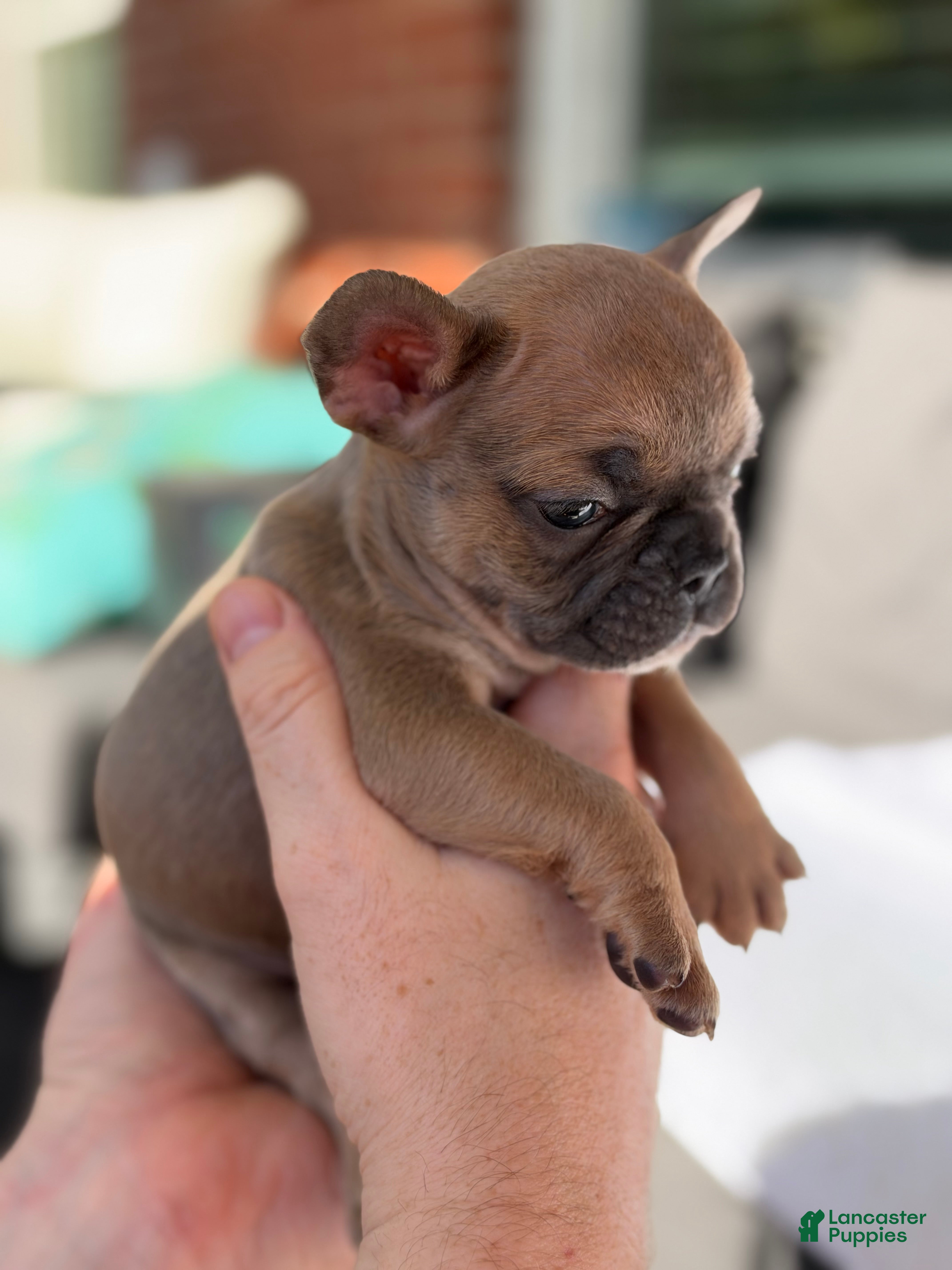 French Bulldog dogs French Bulldog 3 - Ad 1