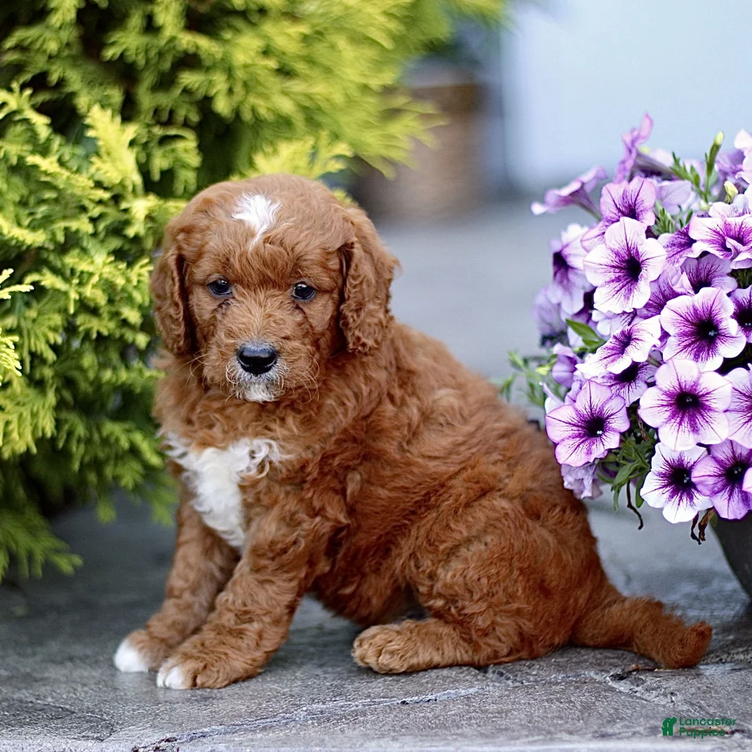 Mini Goldendoodle dogs for sale: Kenny - Ad 1