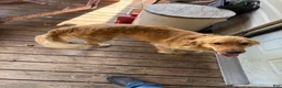 Golden Retriever dogs for sale: Andy - Ad 1