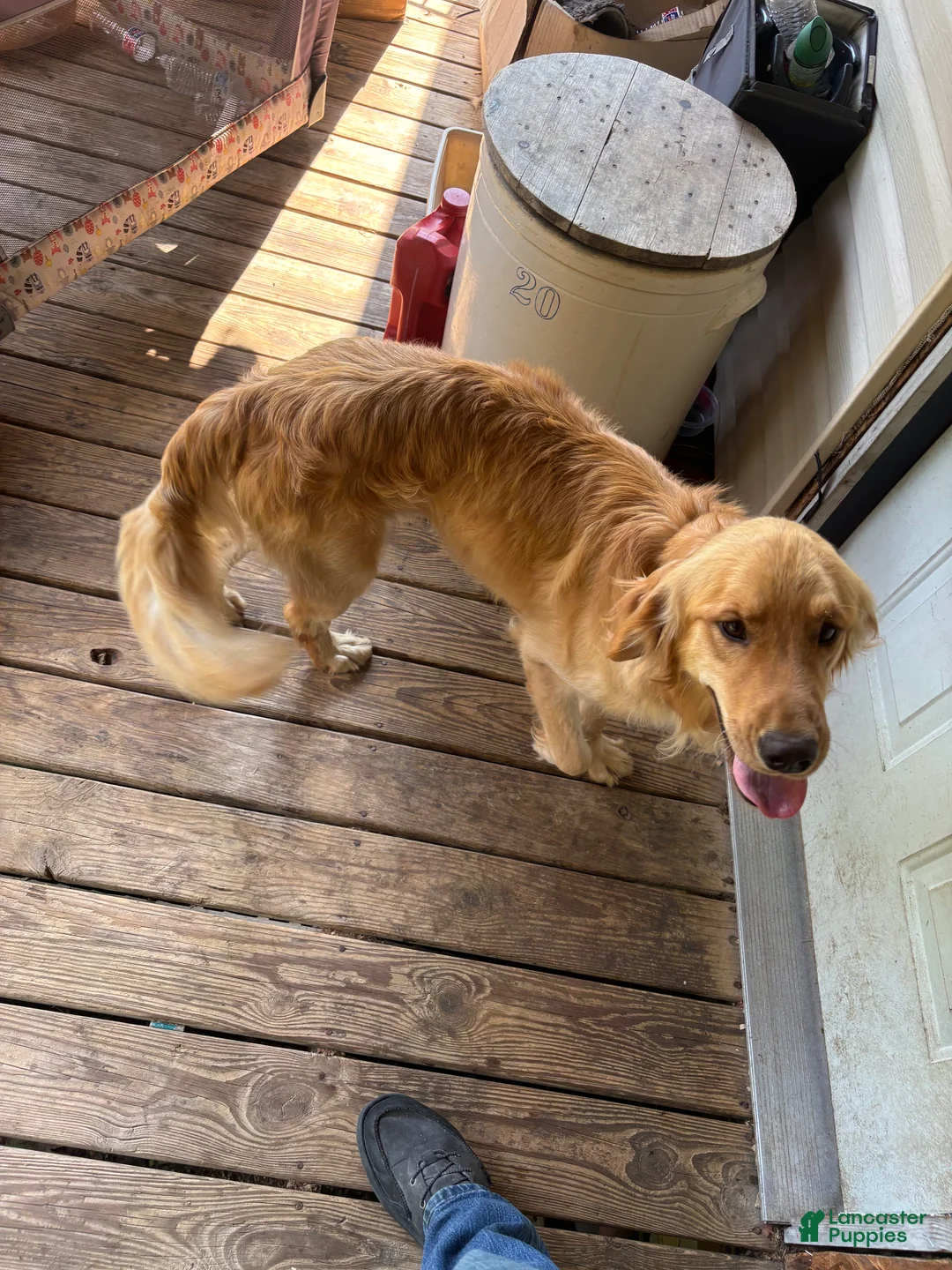 Golden Retriever dogs for sale: Andy - Ad 1