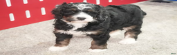 Bernedoodle dogs for sale: Jayla - Ad 2