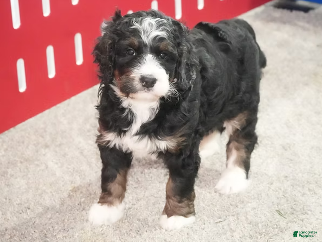 Bernedoodle dogs for sale: Jayla - Ad 2