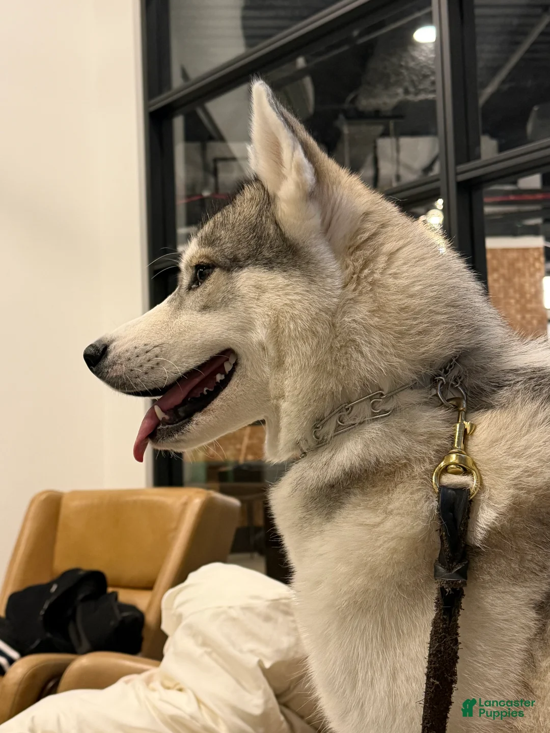 Siberian Husky dogs for sale: Siberian Husky - Ad 2