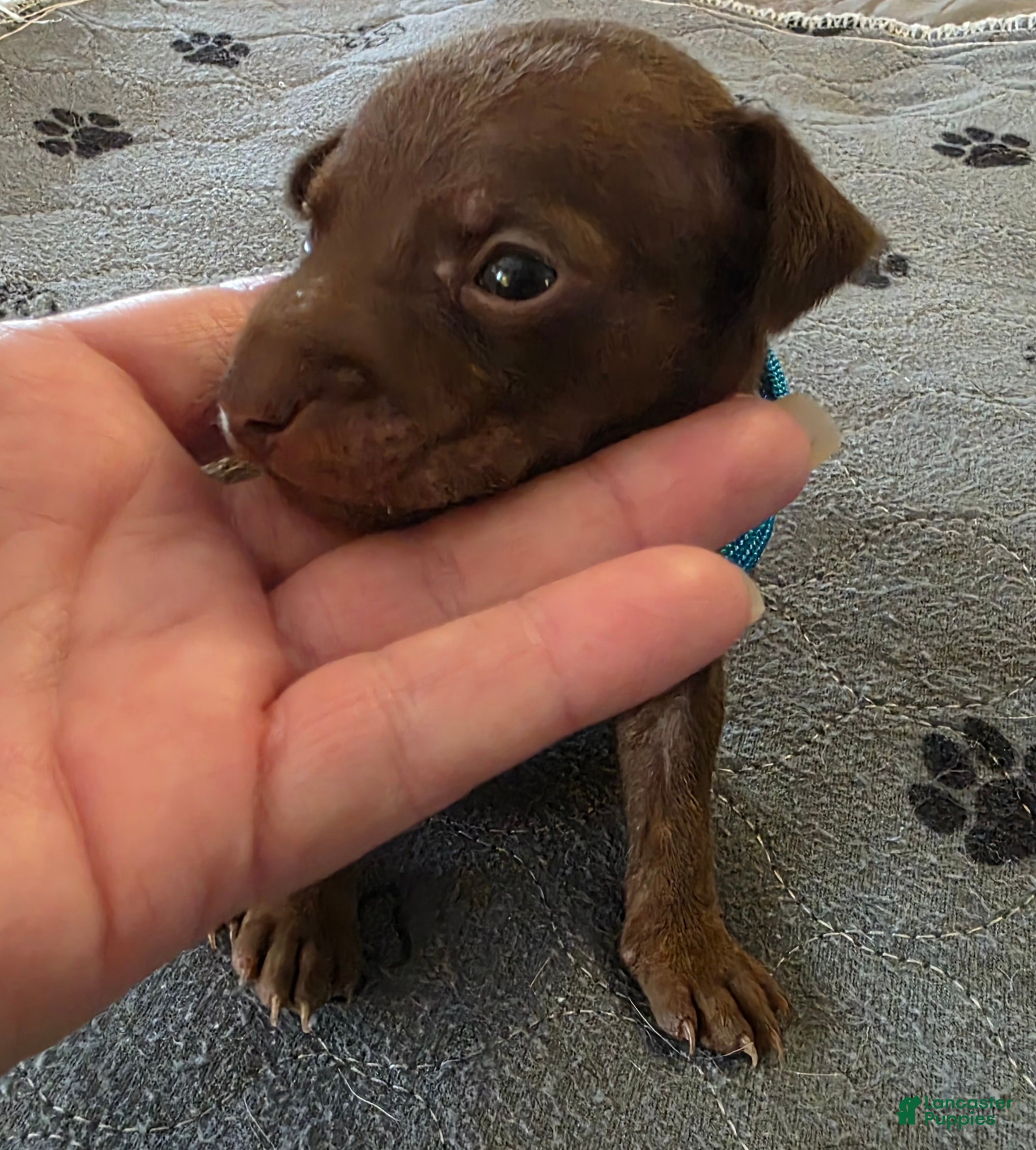 Miniature Pinscher dogs J-light blue - Ad 1