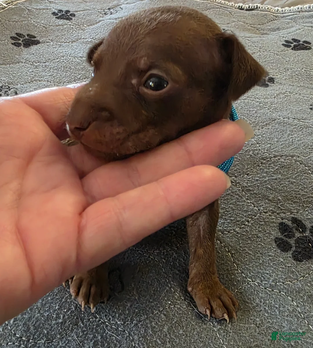 Miniature Pinscher dogs for sale: J-light blue - Ad 1