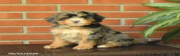 Bernedoodle dogs for sale: Blossom - Ad 3