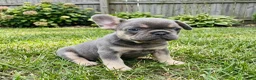 French Bulldog dogs for sale: BiBi - Ad 2